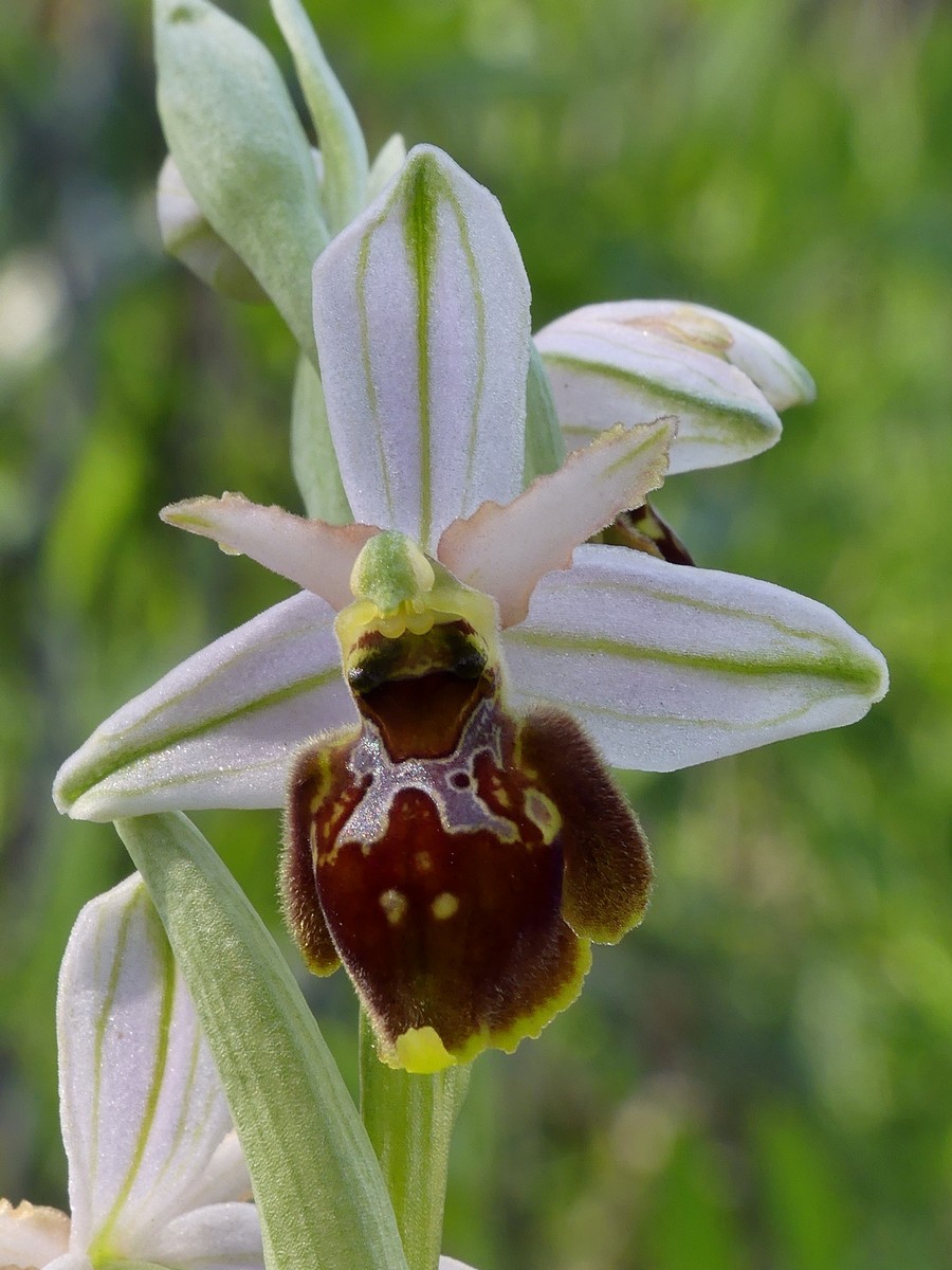 Ophrys exaltata subsp. montis-leonis e forme di variabilit nel Lazio, marzo e aprile 2018